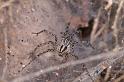 Agelena_canariensis_D3253_Z_86_Valle Gran Rey_Spanje